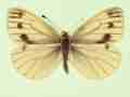 Pieris napi female (aberrant form apicenudata) (Internet Image property of respective owner, non-commercial use only)